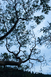 20100403-A033-00-arbutus-tree.jpg