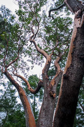 20100403-A036-00-arbutus-tree.jpg