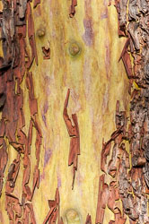 20100509-A052-00-arbutus-tree.jpg