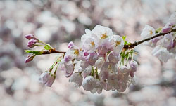 20090413-A028-00-cherry-blossoms.jpg