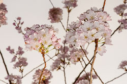 20090413-A057-00-cherry-blossoms.jpg