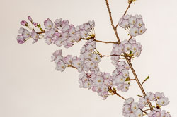 20090413-A058-00-cherry-blossoms.jpg
