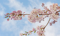 20090413-A059-00-cherry-blossoms.jpg
