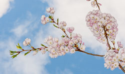 20090413-A060-00-cherry-blossoms.jpg