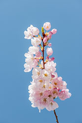 20090413-A117-00-cherry-blossoms.jpg