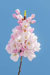 20090413-A118-00-cherry-blossoms.jpg