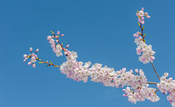 20090413-A127-00-cherry-blossoms.jpg