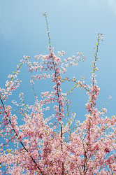 20090413-A153-00-cherry-blossoms.jpg