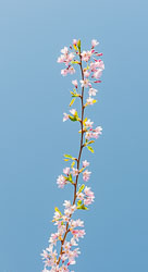 20090413-A169-00-cherry-blossoms.jpg