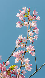 20090413-A178-00-cherry-blossoms.jpg