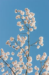 20090413-A181-00-cherry-blossoms.jpg