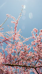 20090413-A218-00-cherry-blossoms.jpg