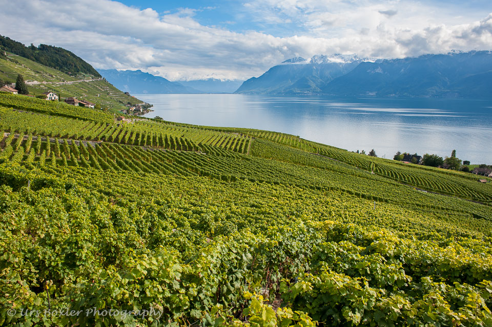 20100929-A038-lavaux---vineyards.jpg