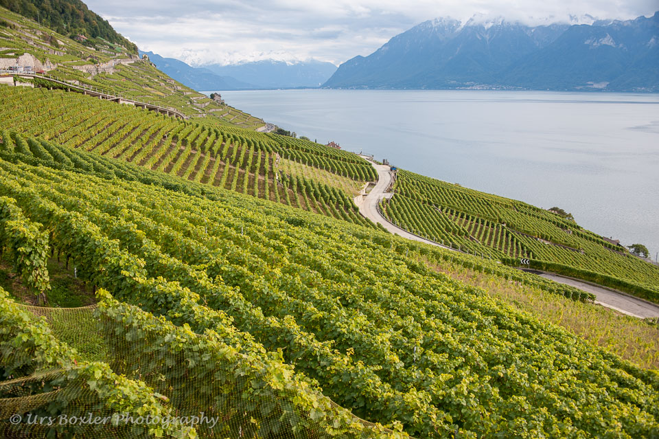 20100929-A044-lavaux---vineyards.jpg