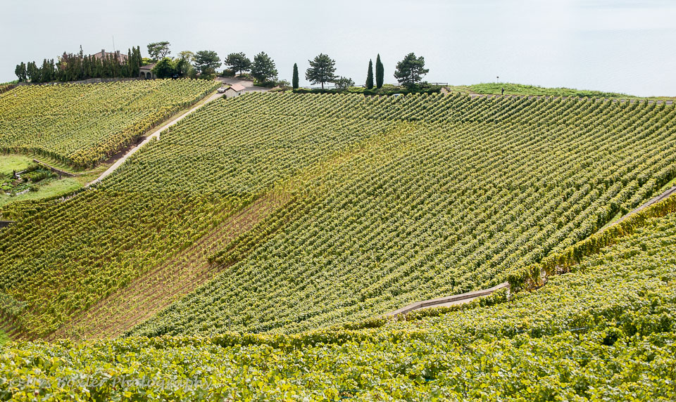 20100929-A064-lavaux---vineyards.jpg