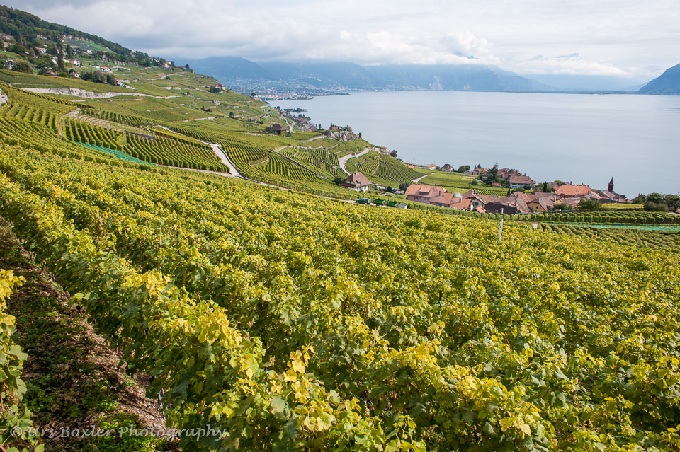 20100929-A066-lavaux---vineyards.jpg