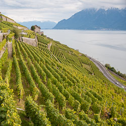 20100929-A054-lavaux---vineyards.jpg