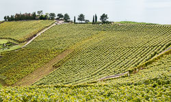 20100929-A064-lavaux---vineyards.jpg