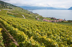 20100929-A066-lavaux---vineyards.jpg