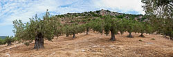 20090611-A172-P4-susi-olive-grove-pano04.jpg