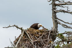 143-20060711-W028-00-bald-eagle-nest-at-welcome-hrbr.jpg