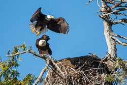 20060710-W010-00-bald-eagle-nest-at-welcome-hrbr.jpg