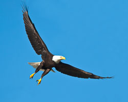 20060710-W011-01-bald-eagle.jpg