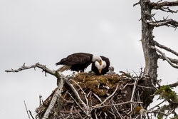 20060711-W020-00-bald-eagle-nest-at-welcome-hrbr.jpg