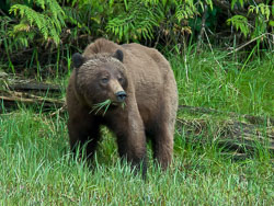 087-20060528-A015-01-grizzly-at-koeye-river-06.jpg