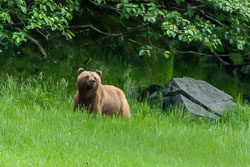 20120714-A052-Bears-in-Goulding-Hrbr.jpg