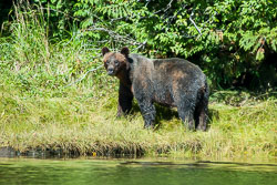 233-20060905-C012-00-grizzly-bears-at-laredo-inlet---arnoup-creek-12.jpg