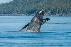 20060901-W078-00-humpback-whale-at-caamano-sound-s22-1.jpg