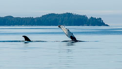 219-20060901-W007-00-humpback-whale-at-caamano-sound-s04-1.jpg