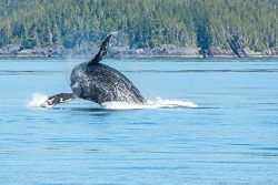 224-20060901-W069-00-humpback-whale-at-caamano-sound-s20-4.jpg