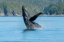 226-20060901-W072-00-humpback-whale-at-caamano-sound-s21-1.jpg