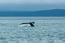 399-20120704-A027-Glacier-Bay-humpback-whale.jpg