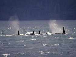 2002summer-A155-orcas-at-blackfish-sound.jpg