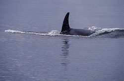 2002summer-A158-orcas-at-blackfish-sound.jpg