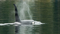 20080914-I013-00-orcas-in-johnstone-strait.jpg
