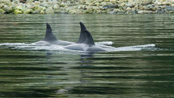 20080914-I027-00-orcas-in-johnstone-strait.jpg
